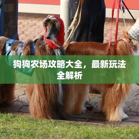 狗狗农场攻略大全，最新玩法全解析