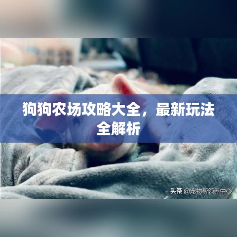 狗狗农场攻略大全,最新玩法全解析