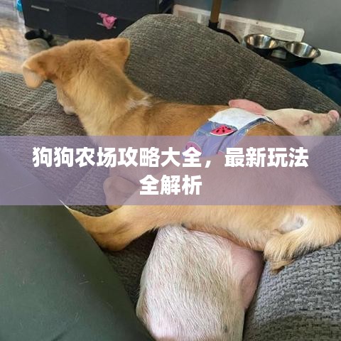 狗狗农场攻略大全,最新玩法全解析
