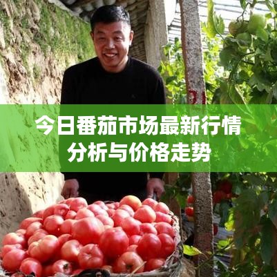 今日番茄市场最新行情分析与价格走势
