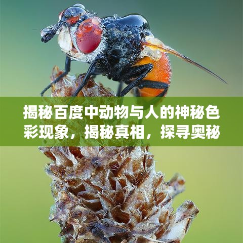 揭秘百度中动物与人的神秘色彩现象,揭秘真相,探寻奥秘