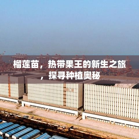 榴莲苗，热带果王的新生之旅，探寻种植奥秘