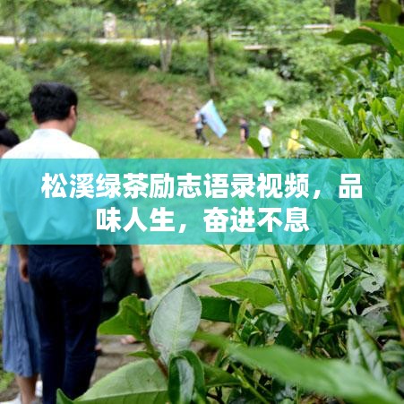松溪绿茶励志语录视频,品味人生,奋进不息