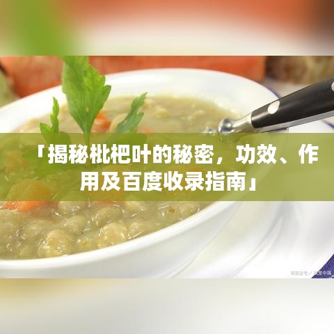 「揭秘枇杷叶的秘密,功效、作用及百度收录指南」