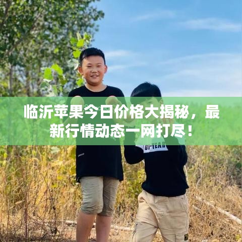临沂苹果今日价格大揭秘，最新行情动态一网打尽！