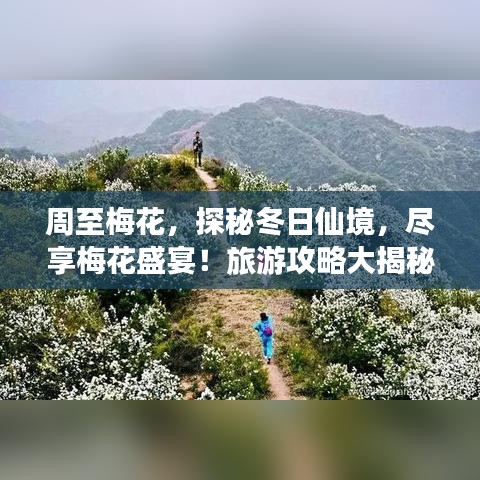 周至梅花，探秘冬日仙境，尽享梅花盛宴！旅游攻略大揭秘！