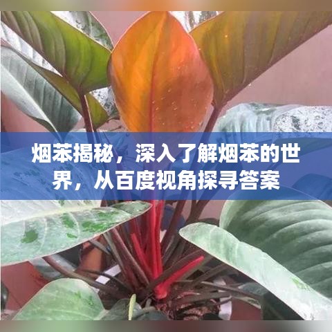 烟苯揭秘,深入了解烟苯的世界,从百度视角探寻答案