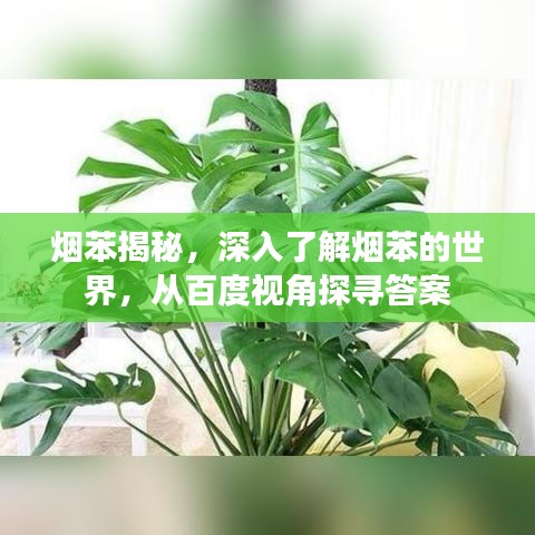 烟苯揭秘,深入了解烟苯的世界,从百度视角探寻答案
