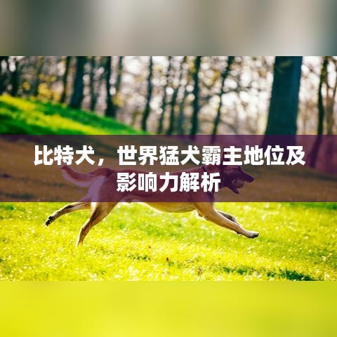 比特犬,世界猛犬霸主地位及影响力解析