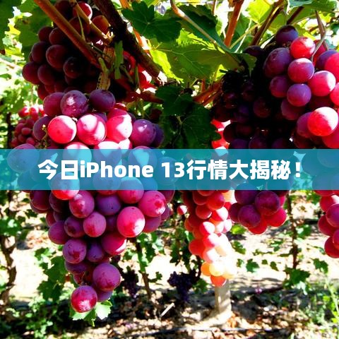 今日iPhone 13行情大揭秘!