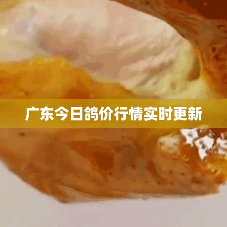 广东今日鸽价行情实时更新