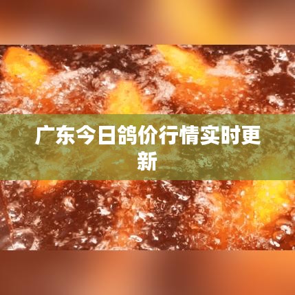 广东今日鸽价行情实时更新