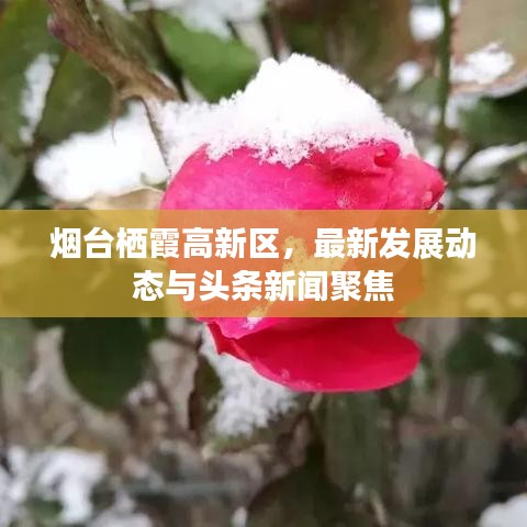 烟台栖霞高新区，最新发展动态与头条新闻聚焦