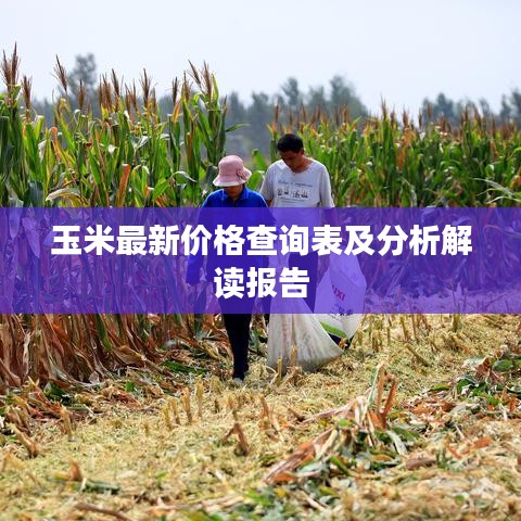 玉米最新价格查询表及分析解读报告