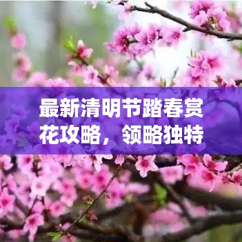 最新清明节踏春赏花攻略，领略独特文化魅力