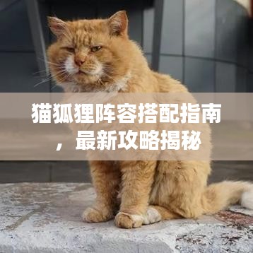 猫狐狸阵容搭配指南，最新攻略揭秘