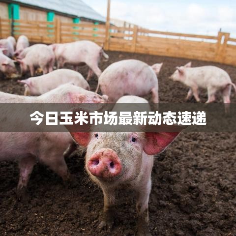 今日玉米市场最新动态速递