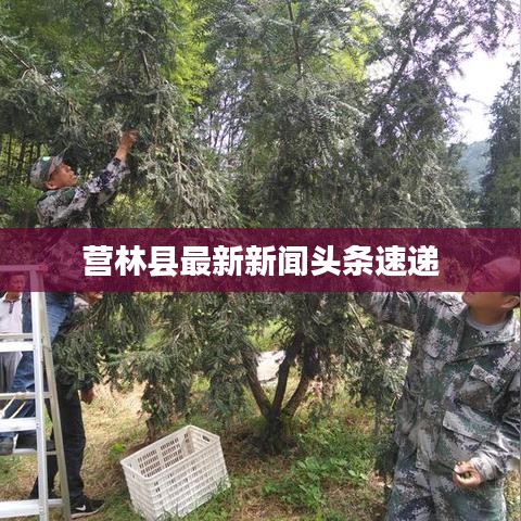 营林县最新新闻头条速递