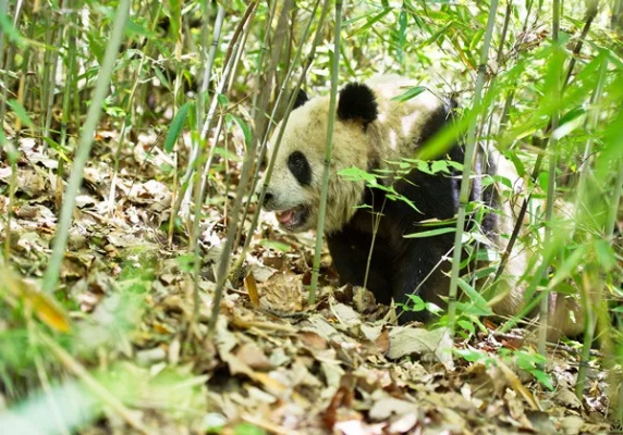 熊猫森林官方下载,创新执行策略解读-Windows_v4.950